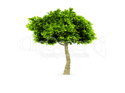 lone green tree isolated on white