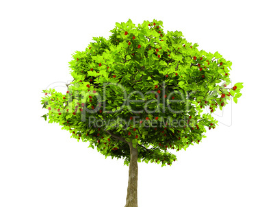 lone green tree isolated on white