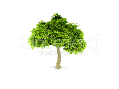 lone green tree isolated on white