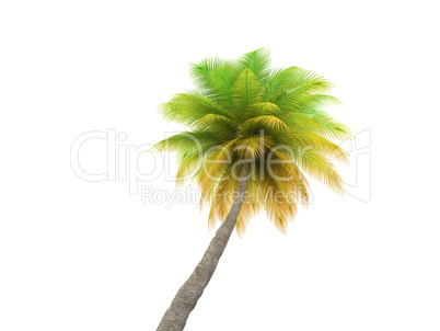 palm over white