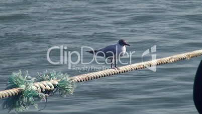 Gull on the rope in harbor