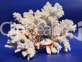 Weiße Koralle
