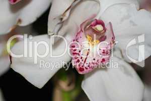 Orchideenblüte