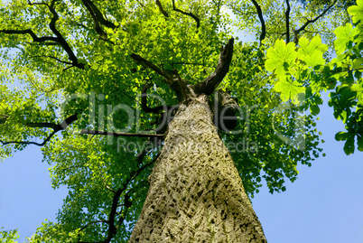 Alter Tulpenbaum