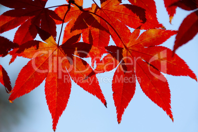 Rote Ahornblätter im Herbst