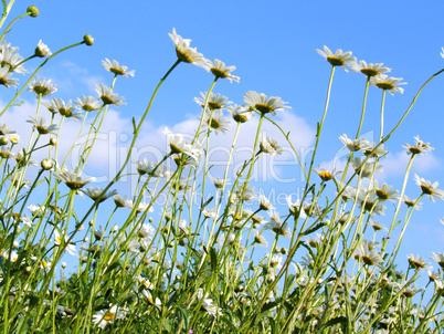 sonnenhungringe Margeriten