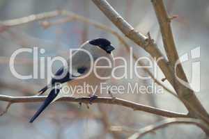 bullfinch perched on a branch