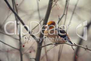 grosbeak perched on a branch