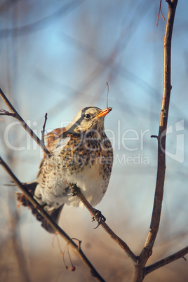 fieldfare perched on a branch