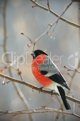 bullfinch perched on a branch