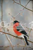 bullfinch perched on a branch