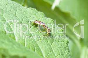 Colorful leaf bugs