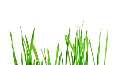 Green grass growing time-lapse - isolated on white background