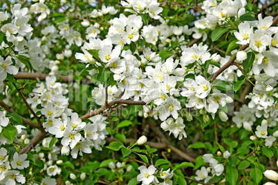 Apple blossoms