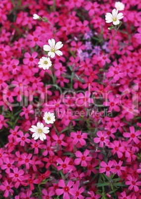 Pinke Blumen Royalty Free Images Photos And Pictures