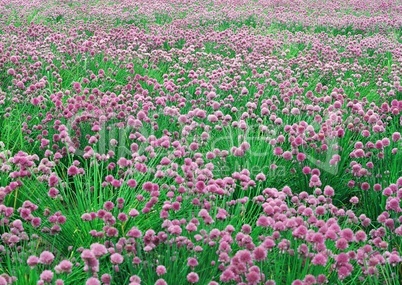 Pinke Blumenwiese