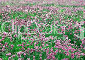 Pinke Blumenwiese