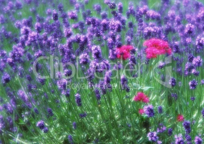 violettes Blumenfeld
