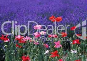 violettes Blumenfeld