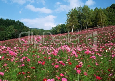 Pinke Blumenwiese