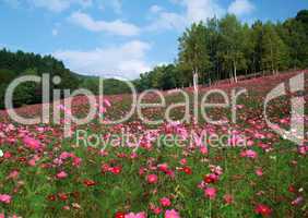 Pinke Blumenwiese