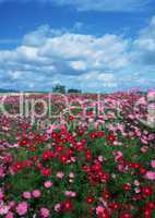 Pinke Blumenwiese