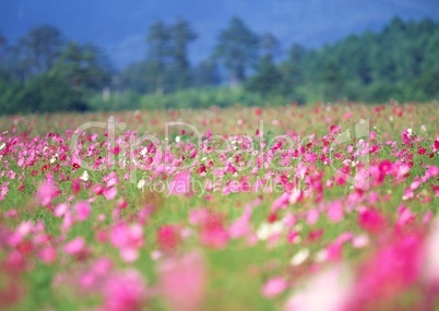 Pinke Blumenwiese Lizenzfreie Bilder Und Fotos