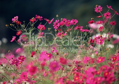 Pinke Blumen Lizenzfreie Bilder Und Fotos