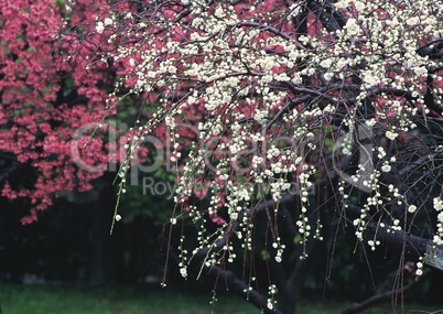 Pinke Baumblüten
