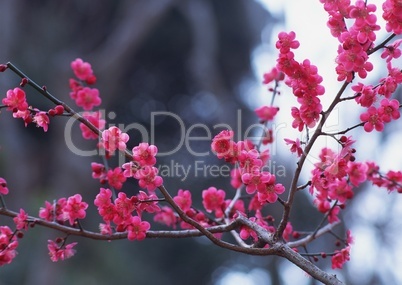 Pinke Baumblüten