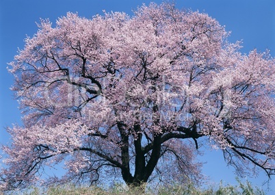 Pinke Baumblüten