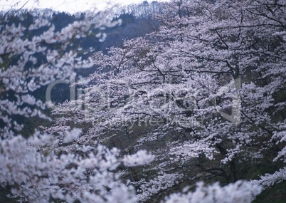 weiße Baumblüten