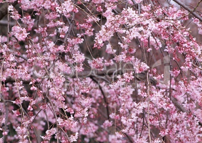 Pinke Baumblüten