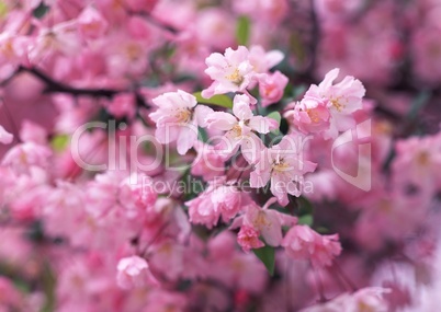 Pinke Baumblüten