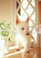 West Highland White Terrier