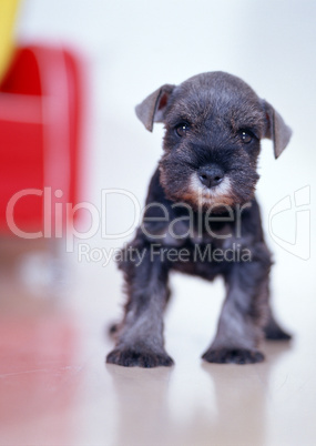 Baby Schnauzer