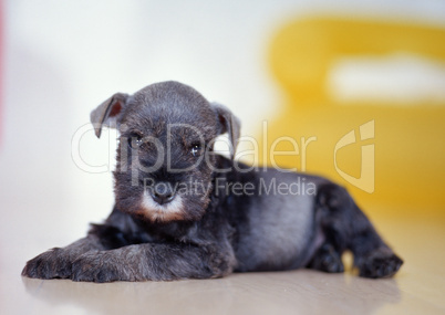 Baby Schnauzer