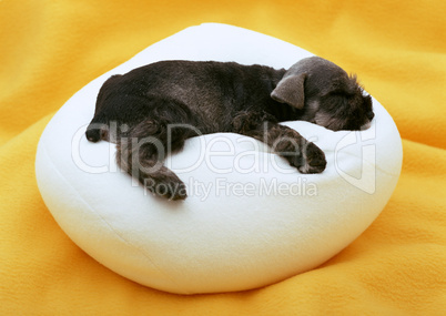 Baby Schnauzer