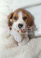 Beagle