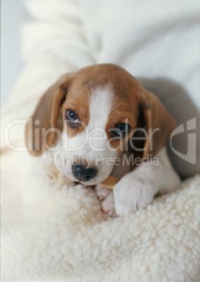 Beagle