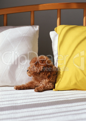 Welpe/Hund Welpe/Hund