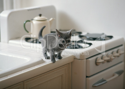 Katze in der Küche