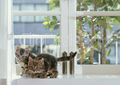 Katzen am Fenster