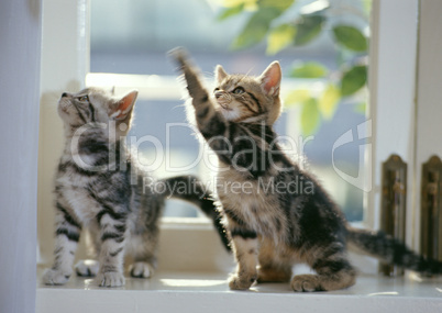 Katzen am Fenster