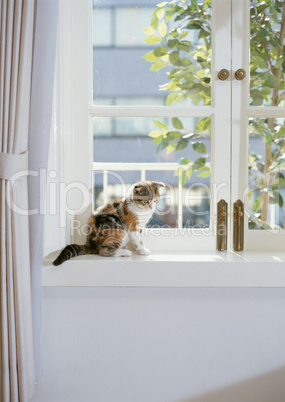 Katze am Fenster