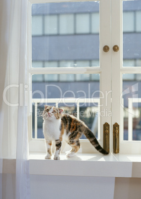 Katze am Fenster