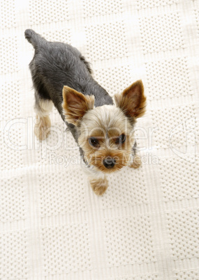 Yorkshire Terrier