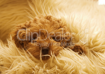 Welpe/Hund Welpe/Hund