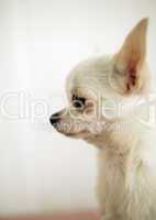 Chihuahua Porträt