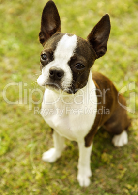 Französische Bulldogge